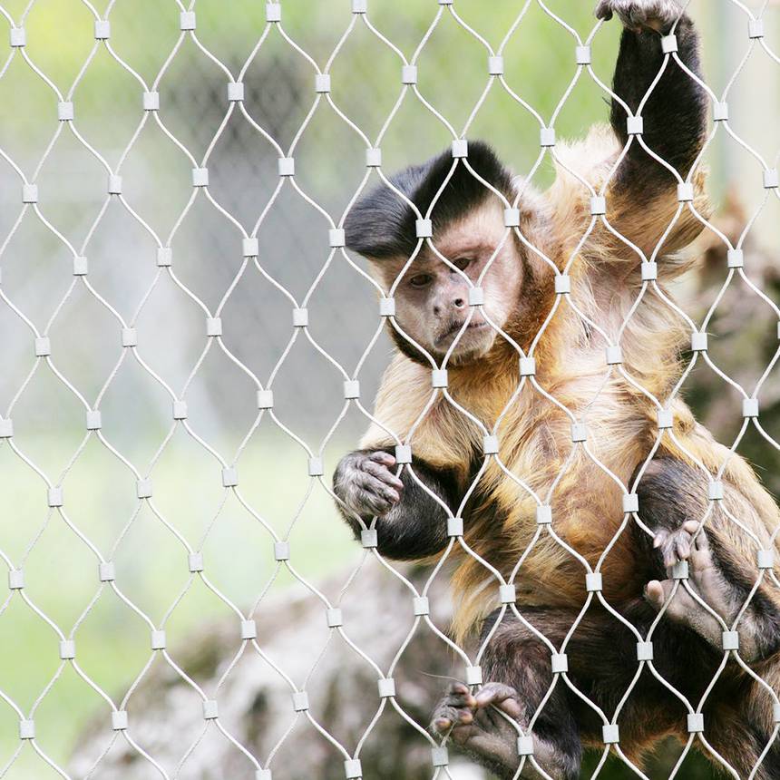 動物園防護(hù)網(wǎng)動物籠舍網(wǎng)